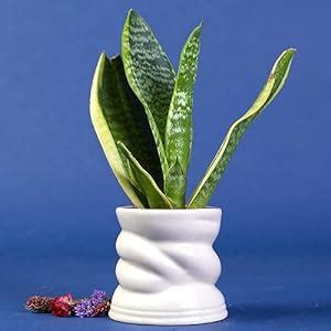 Lazy Gardener Ceramic Plant Pots for Indoor & Outdoor Plants | Whisper ...