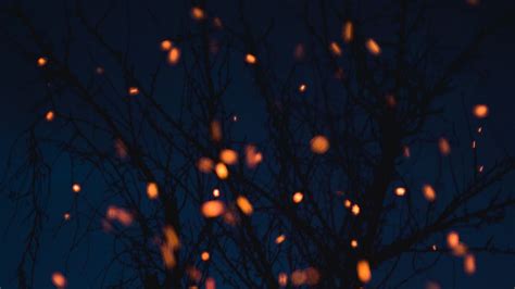 Wallpaper chronicle, branches, lights, dark hd, picture, image