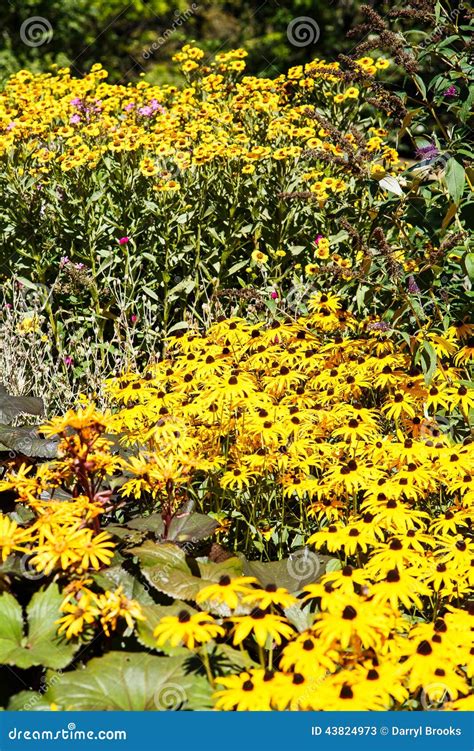 Meadow of Brown-eyed Susans in Garden Stock Image - Image of daisy ...