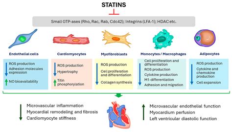 Use of Statins in Heart Failure with Preserved Ejection Fraction: Current Evidence and Perspectives