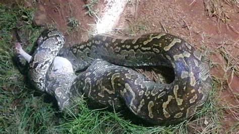 Image result for Python Swallows You