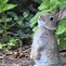 Image result for Really Cute Baby Rabbit