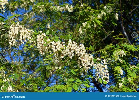Black Locust Flowers (Robinia Pseudoacacia) Stock Photo - Image of ...