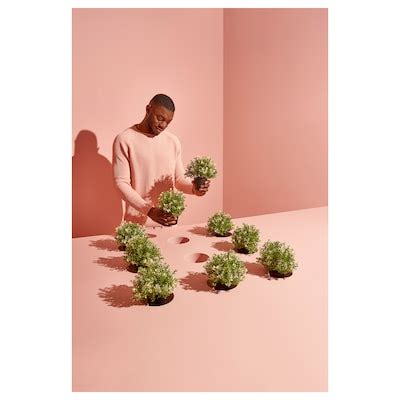 FEJKA artificial potted plant, thyme, 9 cm (3 ½") - IKEA