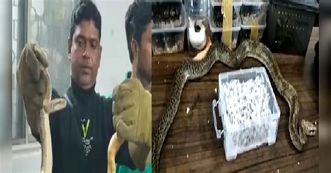 Snakes Smuggling International Market Woman Arrested And Police engaged ...