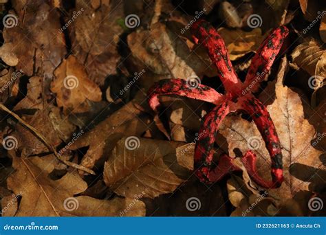. Octopus Stinkhorn, Devil S Fingers (Clathrus Archeri). Syn. Anthurus ...