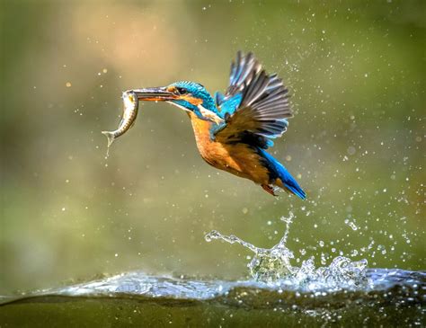 Diving birds face a greater risk of extinction - Earth.com