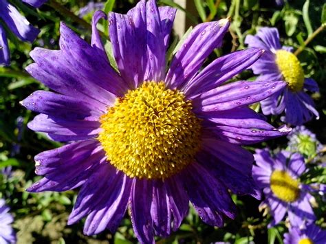 Free picture: purple flower, yellow, center