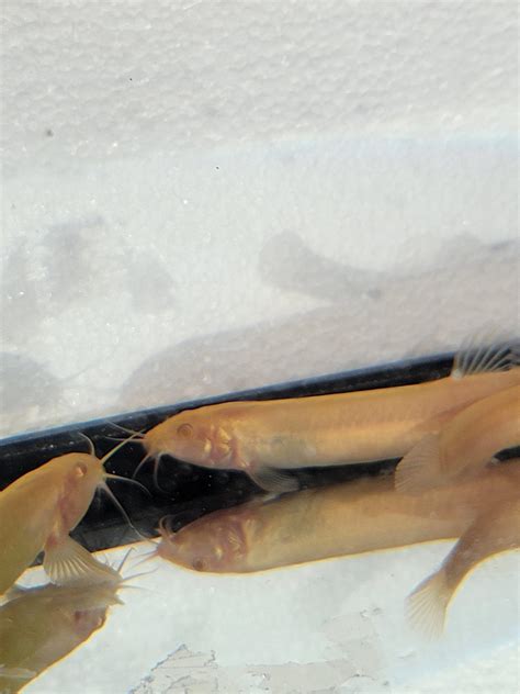 Albino Dojo Loach / Golden Dojo Loach - Misgurnus anguillicaudatus NO ...
