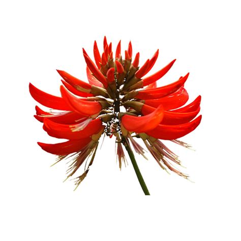 The Immune-Boosting Benefits Of Immuni Tea – Rasraj Ayurvedic