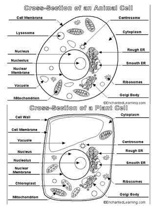 draw plant cell , animal cell and write it's difference. - Brainly.in