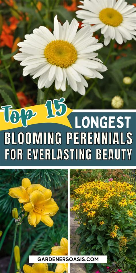 15 Long Blooming Perennials That Will Fill Your Garden With Flowers