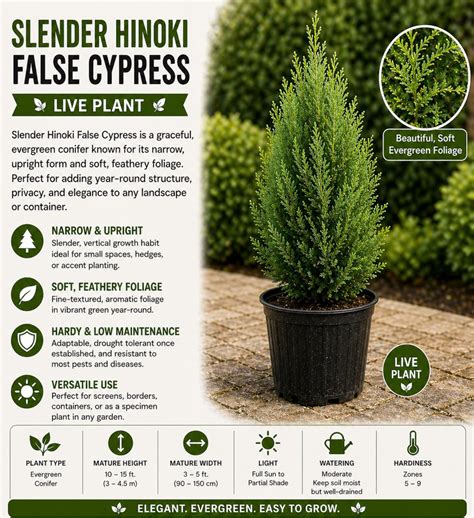 Slender Hinoki False Cypress Live Plant Starter Plant | 2.5 Qt - Etsy