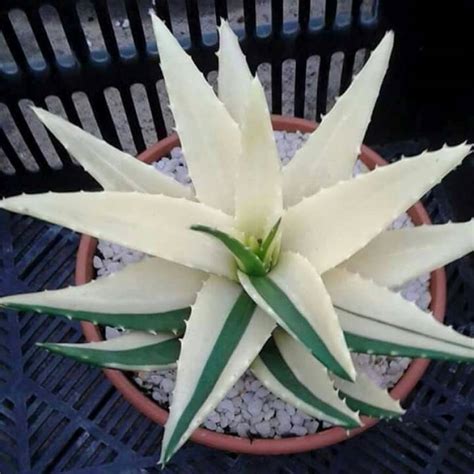 Priyathams Imported Worlds Rare Holland White ALOE VERA plant Seed ...