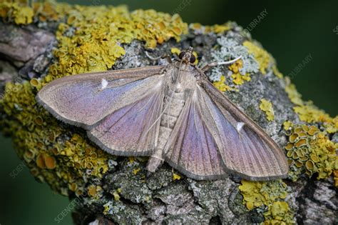 Image result for Box Tree Moth Control
