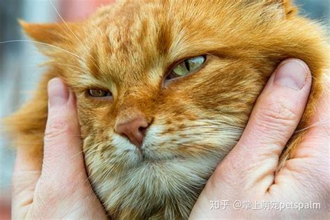 猫能活多久？关于猫的平均寿命的事实 - 知乎