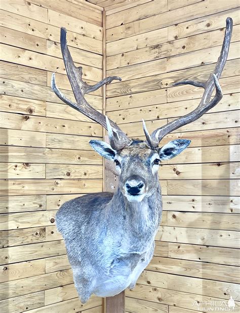 Fallow Deer Shoulder Mount Taxidermy | AfricaHunting.com