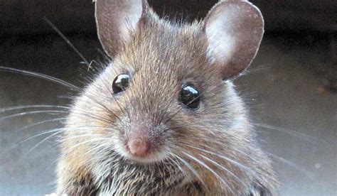 Chinese scientists create mice with two mothers using gene editing- The ...