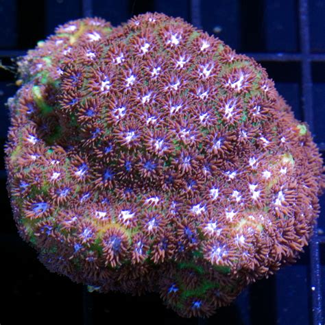 RCA First Friday After Hours Sale March 2nd! - River City Aquatics ...