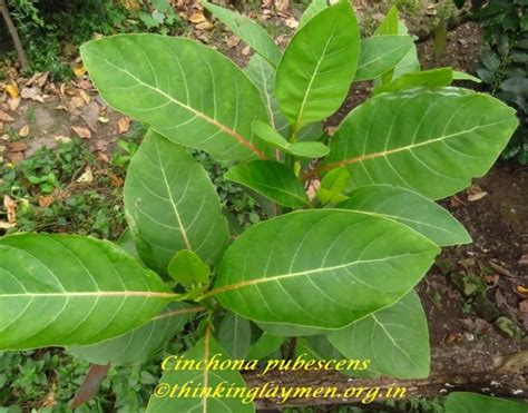 Medicinal Plant Details