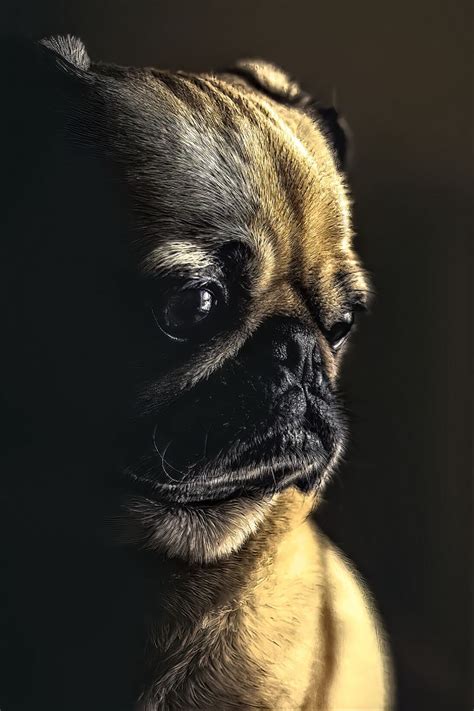 Download wallpaper 800x1200 pug, dog, pet, sad, cute, shadow iphone 4s ...