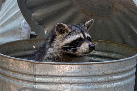 Alien Crocs Eating People 的图像结果