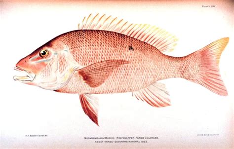 Image result for Red Nose Snapper