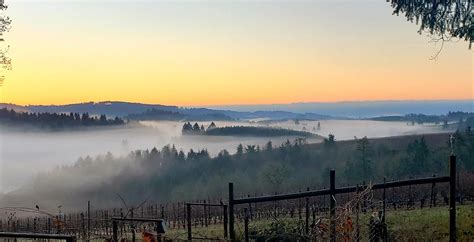 The Four Graces - Willamette Valley Winery