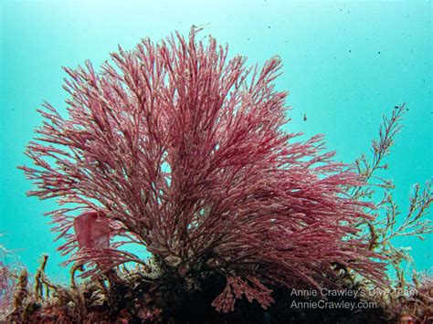 Red Algae—Seaweed—PNW Ocean Life—Species Identification — Edmonds ...