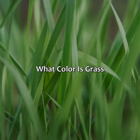 What Color Is Grass - colorscombo.com