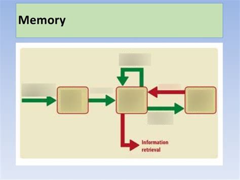Image result for Multi-Store Memory Model OE