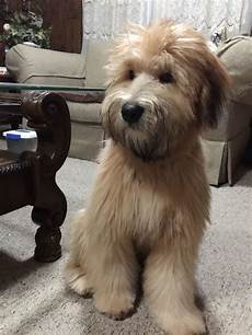 soft coated wheaten terrier haircut dog wheaten soft coated wheaten terrier info temperament puppies pictures soft coated wheaten terrier haircut dog wheaten soft coated wheaten terrier info temperament puppies pictures