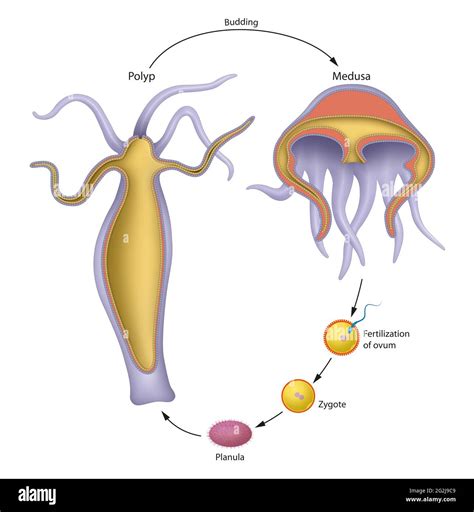 Water cycle diagram hi-res stock photography and images - Alamy