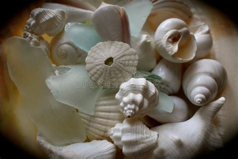 Image result for Shells Multi