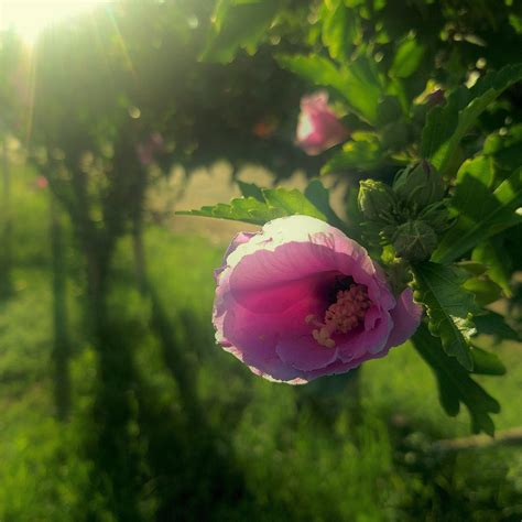Hibiscus syriacus - Minerva Rose of Sharon [OC] : r/BotanicalPorn