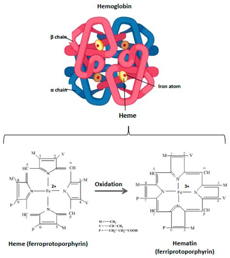 Hemolysis Derived Products Toxicity and Endothelium: Model of the ...