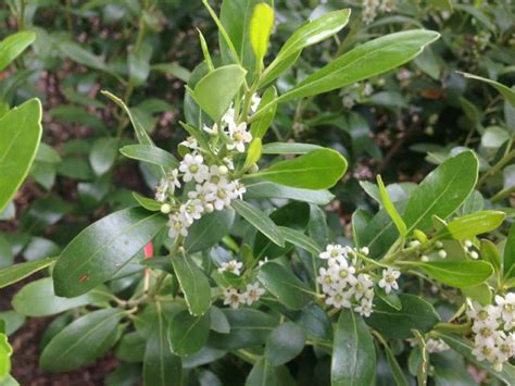 Ilex glabra Nordic™ - Inkberry | Myriad Botanical Gardens - Oklahoma ...