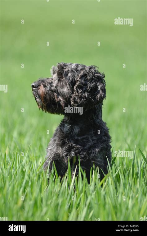 Image result for Adult Male Cockapoo