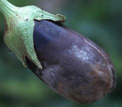 TNAU Agritech Portal :: Crop Protection