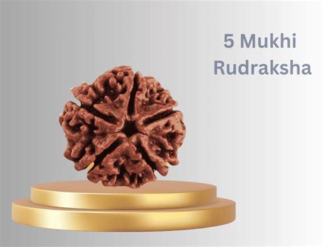 5 Mukhi Rudraksha: Benefits, Power, and Significance – Prinjal Jewels
