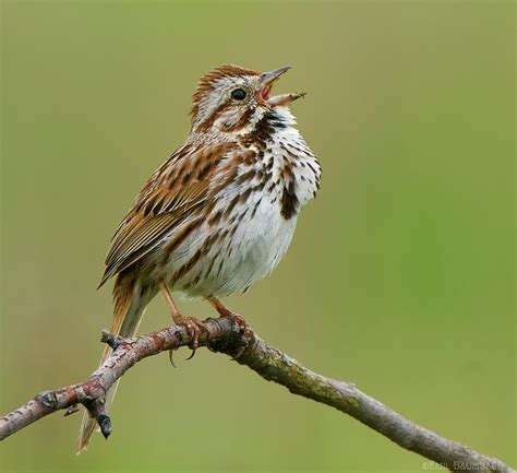 Song Sparrow | Great Bird Pics