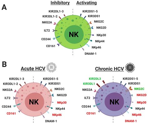 Frontiers | CAR-NK Cell: A New Paradigm in Tumor Immunotherapy