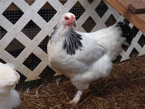 Light Brahma chicken | Brahma chicken, Light brahma chicken, Light brahma