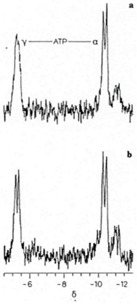 ATP, the 31P Spectral Modulus, and Metabolism