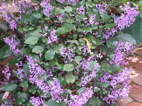 My Dry Tropics Garden: Plectranthus 'Mona Lavender'