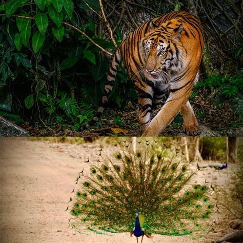 Sariska Tiger Reserve | Location | Ticket | Time to Visit