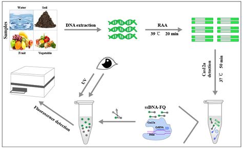 RAA-Cas12a-Tg: A Nucleic Acid Detection System for Toxoplasma gondii ...