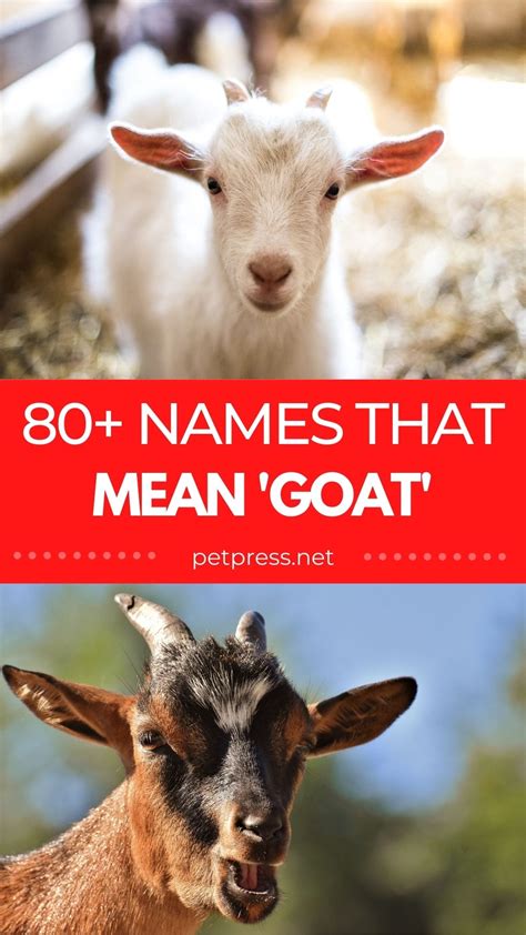 80+ Names Meaning 'Goat': Goat-Related Names For Your New Pet