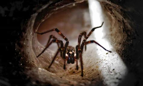 A Fossil Footprints Might Belong To The Oldest Spider Ever To Walk The ...