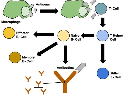 Immune System And Response Natural Defence Cell Mediated